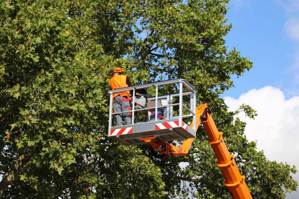 Weirton, WV Tree Removal Company