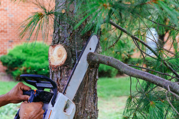 How Our Tree Care Process Works  in  Weirton, WV